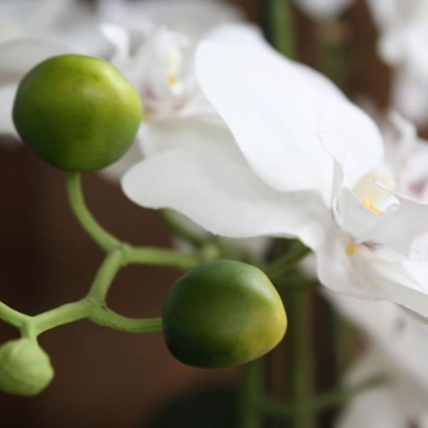 De best verkochte Orchidee van Nederland: de Phalaenopsis Orchidee! Deze zijden Orchidee wordt kant-en-klaar geleverd in een sierlijke keramiek pot