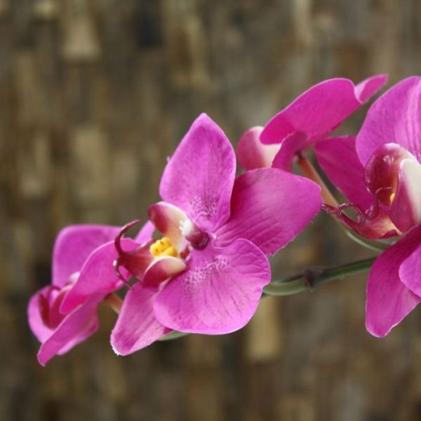 maar ook perfect geschikt op tafels en in de horeca. De natuurgetrouwe zijden Phalaenopsis Orchidee heeft 8 uitbundige bloemen van 8 tot 10 cm in doorsnede