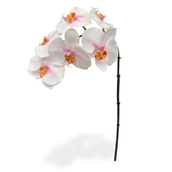 Phalaenopsis kunsttak 55 cm roze Deze mooi nagemaakte Phalaenopsis Orchidee Tak 55 cm roze is een kopie van de best verkochte Orchidee van Nederland! Deze kunstzijden Phalaenopsis 55 cm wordt als losse steel geleverd en kan enkel of met meerdere in veel verschillende sierpotten en vazen gestoken worden tot de kleurrijkste arrangementen. Hierdoor is de kunst Orchidee niet alleen ter decoratie voor in huis