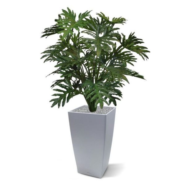 Kunstbomen mag deze kunst Philo Selloum XL zeker niet vergeten. Alles hebben we eraan gedaan om deze kunstplant met haar fraai diep ingesneden bladeren zo natuurgetrouw en luxe mogelijk te maken. Een prachtige plant met grote
