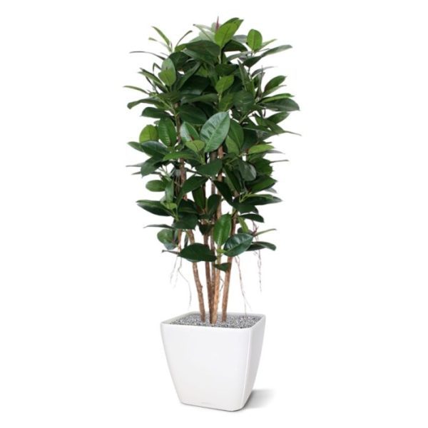 wordt in de volksmond ook wel 'de Rubberplant' genoemd. En dat is niet voor niets zoals u ziet. De schitterende donkergroene kunstzijden bladeren zijn niet alleen zeer mooi nagemaakt