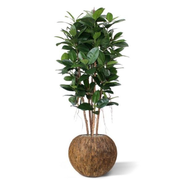 Philodendron Kolom kunstplant 155 cm 8