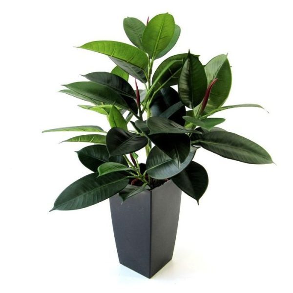 Philodendron-Windowplant-50cm-in-pot-3 Philodendron Windowplant 50cm in pot 3