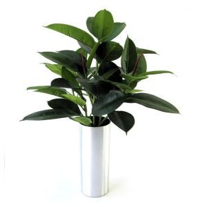 Als u op zoek bent naar een mooie groene bladplant voor de vensterbank of op de kast dan is deze Philodendron absoluut een aanrader. De hoogte van de plant is ongeveer 50 cm