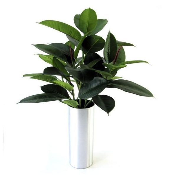 Philodendron-Windowplant-50cm-in-pot-5 Philodendron Windowplant 50cm in pot 5