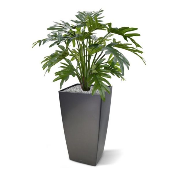 de diameter ±60cm en de bladkleur is frisgroen.   Standaard wordt deze plant in een plastic pot geleverd