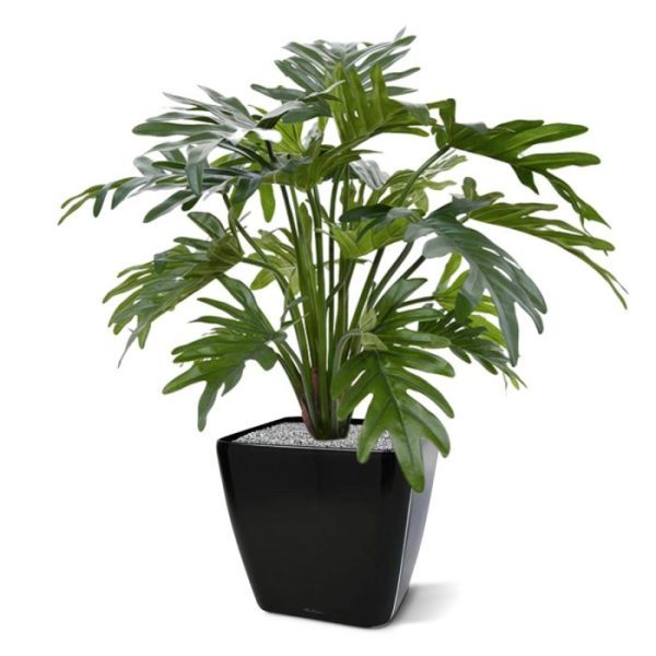 zodat hij gemakkelijk in een sierpot te plaatsen is. In combinatie met een hoger model sierpot