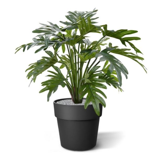De Philodendron Xanadu is een perfecte groene bladplant voor op kantoor of in de huiskamer. Door zijn goed gevulde opbouw en de hoge kwaliteit van de gebruikte materialen is deze plant bijna niet van echt te onderscheiden!   De hoogte van de Philo Xanadu kunstplant is ±50-55cm