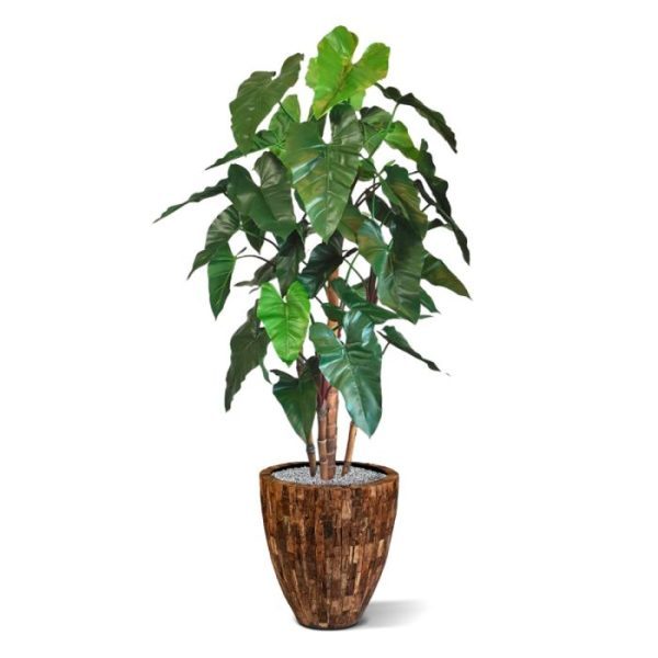 Bij deze kunst Philodendron van 170 cm in pot hebben we er werkelijk alles aan gedaan om het een waar en natuurgetrouw kunstwerk laten zijn. Kijk naar die perfect nagemaakte rode steelaanzetten die naar boven toe groen verkleuren en van waaruit de prachtige karakteristieke bladeren van deze kunstplant groeien. Zo mooi en perfect nagemaakt zag u een kunstplant Philodendron nog nergens! Deze Philodendron in deluxe versie maakt mede door zijn grote bladeren een geweldige impact. De bovenkant van het blad is groen en de achterzijde van het blad donkerrood