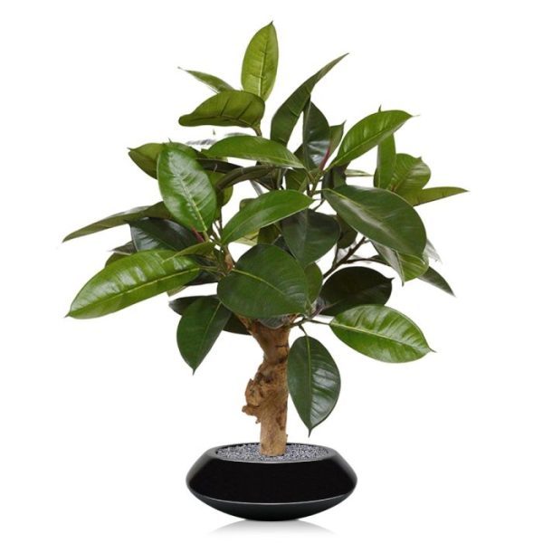 Groene kunstplanten waardoor de plant zeer natuurgetrouw is. Extra aandacht gaat uit naar de samengestelde echt houten stammen waarop deze Philodendron is opgebouwd. De hoogte van de Philo is circa 70 cm en de diameter bedraagt ongeveer 65 cm. Door zijn imposante uitstraling is de Philo geschikt om zowel in een hoge