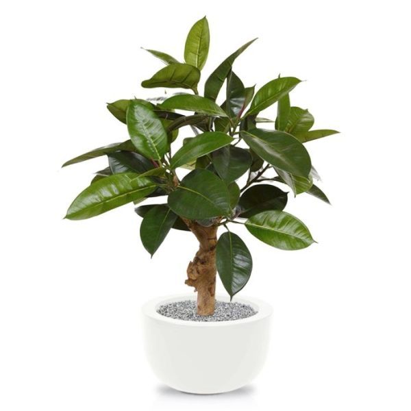 Philodendron kunstplant 70 cm op voet Deze geweldige Philodendron kunstplant 70 cm op voet wordt in de volksmond ook wel 'de Rubberplant' genoemd. De schitterende donkergroene bladeren zijn niet alleen zeer mooi nagemaakt