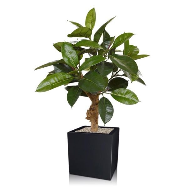 Philodendron-kunstplant-70-cm-op-voet-8 Philodendron kunstplant 70 cm op voet 8