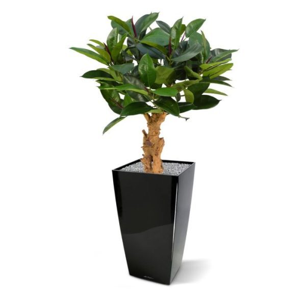 Kunstplanten maar qua afmeting ook heel divers