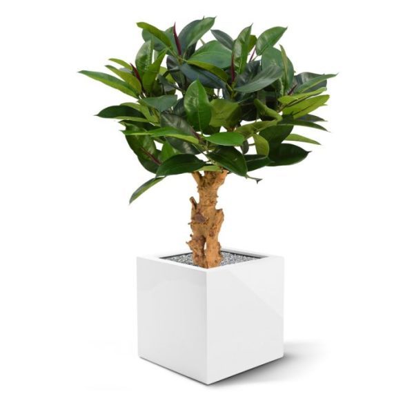 Groene kunstplanten waardoor de plant zeer natuurgetrouw is. Extra aandacht gaat uit naar de samengestelde echt houten stammen waarop deze Philodendron is opgebouwd.   De diameter van de Philo bedraagt zo'n 75 cm en de hoogte is circa 80 cm. Door zijn imposante uitstraling is de Philo geschikt om zowel in een hoge