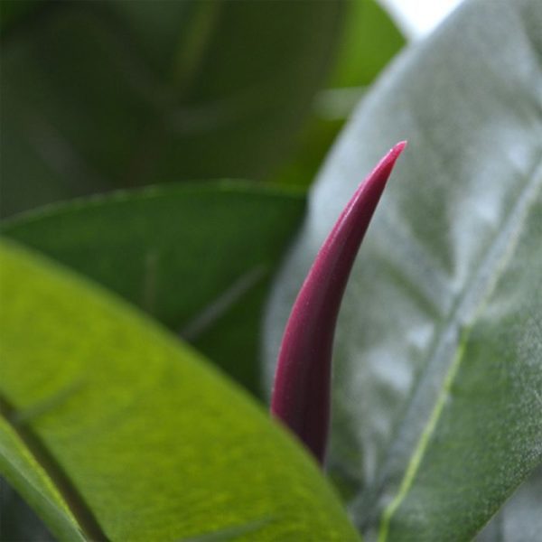 Philodendron-kunstplant-80-cm-op-voet-3 alsook lage pot te plaatsen.