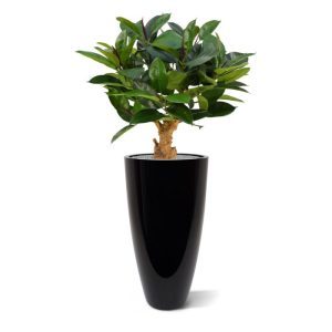 Deze geweldige Philodendron kunstplant 80 cm op voet wordt in de volksmond ook wel 'de Rubberplant' genoemd. De schitterende donkergroene bladeren zijn niet alleen zeer mooi nagemaakt