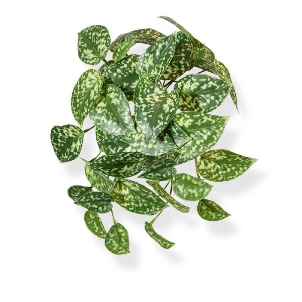 Pictus kunsthangplant bont 25 cm