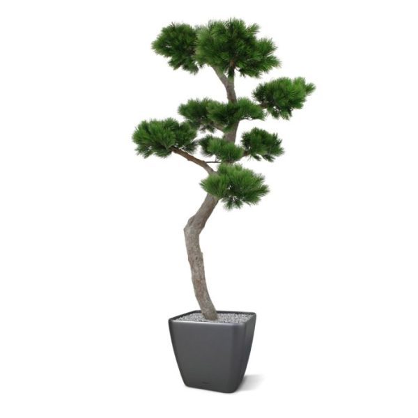 in het echt een groenblijvende naaldboom