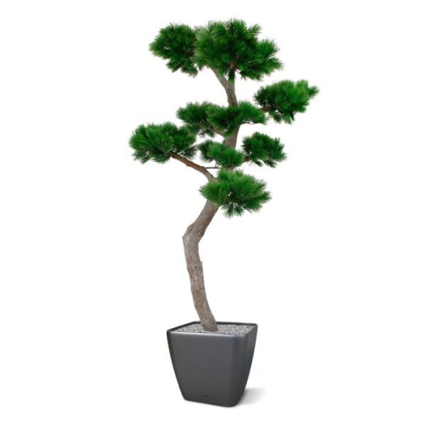 in het echt een groenblijvende naaldboom