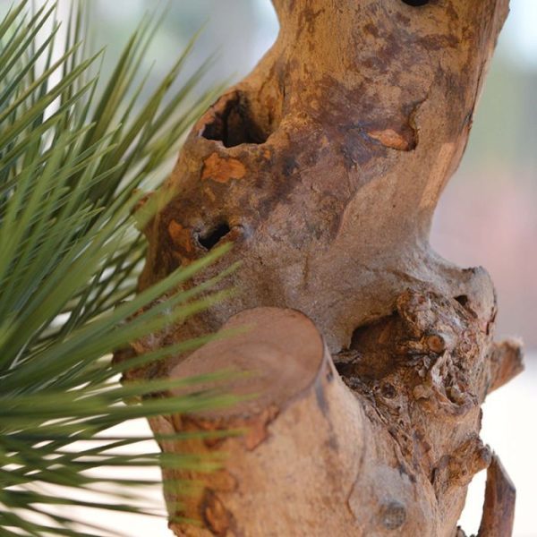 Pinus-Bonsai-kunstboom-55-cm-op-voet-uv-bestendig-3 spreekt bijzonder tot de verbeelding. Het is een prachtige decoratie! De Pinus Bonsai kunstplant wordt standaard geleverd op een houten voetje