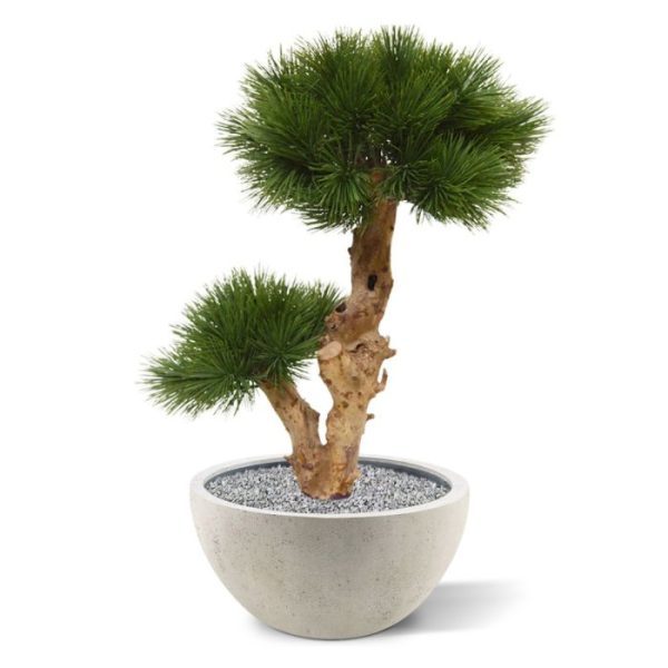 Pinus Bonsai kunstboom 55 cm op voet - uv bestendig Uniek in de kunstbomen wereld is deze UV bestendige Pinus Bonsai kunstboom 55 cm op voet. Omdat de UV-protector in de grondstof is verwerkt kunnen wij de garantie geven dat deze Pinus gedurende 8 jaar lang niet verkleurt! Deze exclusieve Pinus Bonsai 55 cm kunstboom verdient in elk interieur een bijzondere plek! De Bonsaiboom