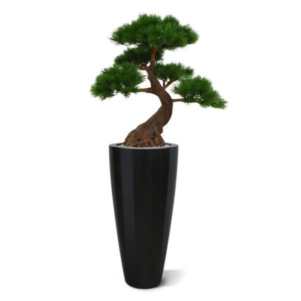 Pinus-Bonsai-x5-Deluxe-80-cm-op-voet-UV-10 Pinus Bonsai x5 Deluxe 80 cm op voet UV 10