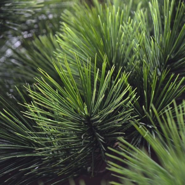 Pinus-Bonsai-x5-Deluxe-80-cm-op-voet-UV-3 spreekt bijzonder tot de verbeelding. Het is een prachtige decoratie! De Pinus Bonsai buitenplant wordt standaard geleverd zonder pot
