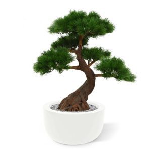 Werkelijk uniek in de kunstbomen wereld is deze UV bestendige kunst Pinus Bonsai x5 Deluxe 80 cm. Omdat de UV-protector in de grondstof is verwerkt kunnen wij de garantie geven dat deze Pinus gedurende 8 jaar lang niet verkleurt! Deze exclusieve Pinus Bonsai Deluxe kunstboom verdient in elk interieur een bijzondere plek! De Pinusbonsai ziet er niet alleen heel echt uit