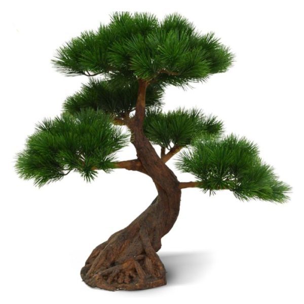 Pinus-Bonsai-x5-Deluxe-80-cm-op-voet-UV-9 Pinus Bonsai x5 Deluxe 80 cm op voet UV 9