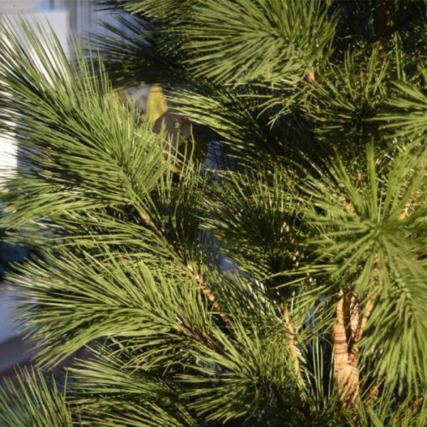 Pinus-Deluxe-XL-130-cm-UV-Proof-3 zijn naaldtakken voelen ook nog eens heel echt! Deze XL versie heeft ten opzichte van de normale versie een dikkere stam. De Pinus is gemaakt van hoogwaardige materialen