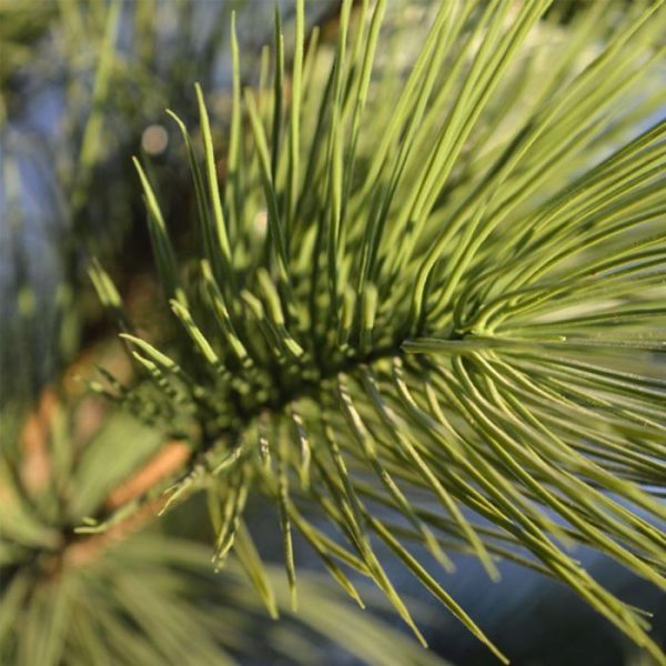 Pinus-Deluxe-XL-130-cm-UV-Proof-4 heeft een hoogte van ongeveer 130 cm en een breedte van zo'n 60 cm. Vanaf de grond gemeten beginnen de eerste takken op 25 cm hoogte. Uw kunt deze kunstboom zowel in een hoge als lage sierpot plaatsen. De plant wordt standaard geleverd in plastic binnenpot