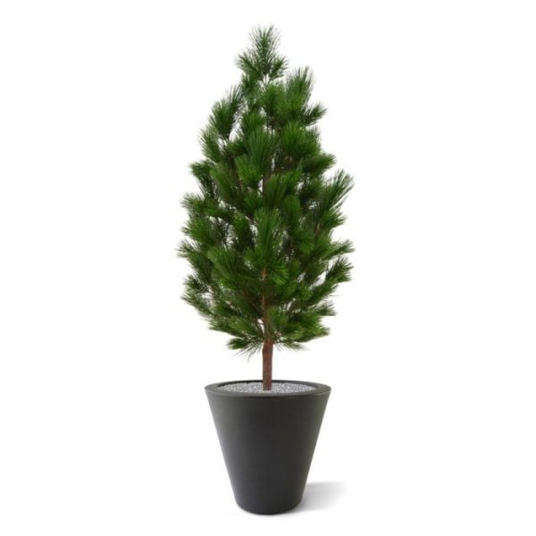 Pinus Deluxe XL 130 cm UV Proof De uv bestendige Pinus Deluxe 130 cm