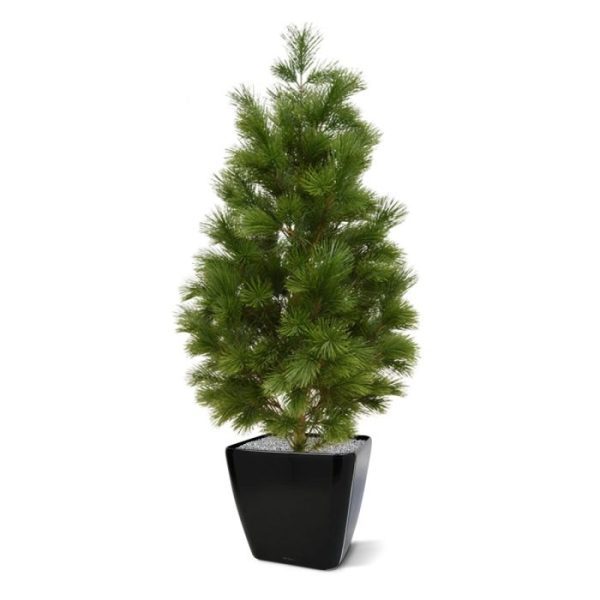 Groene kunstbomen de naald takken voelen ook nog eens heel echt!   De Pinus is gemaakt van hoogwaardige materialen