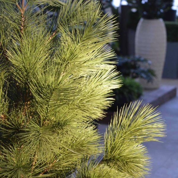 Pinus-Deluxe-XL-kunstboom-160-cm-UV-4 zodat deze eenvoudig in een luxe overpot kan worden gezet. Dit model is tevens leverbaar in een hoogte van 130 cm.   Omdat de UV-protector enkel in de grondstof van de kunststof delen is verwerkt
