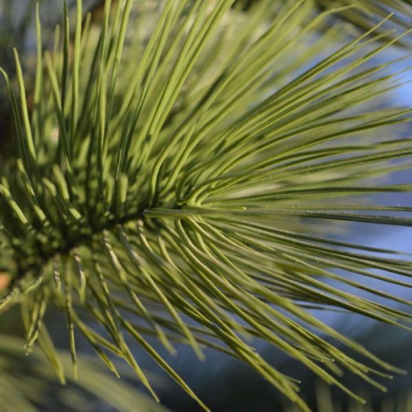 Pinus-Deluxe-XL-kunstboom-160-cm-UV-5 zullen deze gedurende 8 jaar lang beschermt zijn tegen verkleuren.  Let op! De stam is van echt hout en dus vatbaar voor weersinvloeden en zwammen. Voor een langere levensduur raden wij aan om de stam te behandelen met een primer of beits.