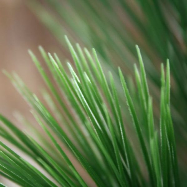 Werkelijk uniek in de kunstplanten wereld is deze UV bestendige Pinus Tak 65 cm. Omdat de UV-protector in de grondstof is verwerkt geven wij de garantie dat de Pinus naalden gedurende 8 jaar lang niet verkleuren! De Pinus kunst naald tak dient als basis product voor vele mogelijkheden en uitvoeringen. Standaard wordt deze bladtak geleverd als losse tak