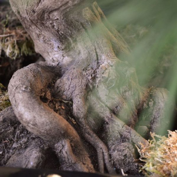 Pinus-kunstbonsai-3-bollen-60-cm-UV-9 Pinus kunstbonsai 3 bollen 60 cm UV 9