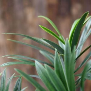Werkelijk uniek in de kunstplanten wereld is deze UV bestendige Podocarpus Tak PL 55 cm. Omdat de UV-protector in de grondstof is verwerkt geven wij de garantie dat deze Podocarpus gedurende 8 jaar lang niet verkleurt!   De Podocarpus kunsttak dient als basis product voor vele mogelijkheden en uitvoeringen. Standaard wordt deze bladtak geleverd zonder pot