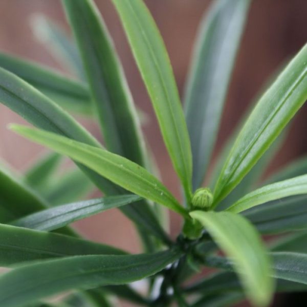Podocarpus-Kunsttak-PL-55-cm-UV-4 Podocarpus Kunsttak PL 55 cm UV 4