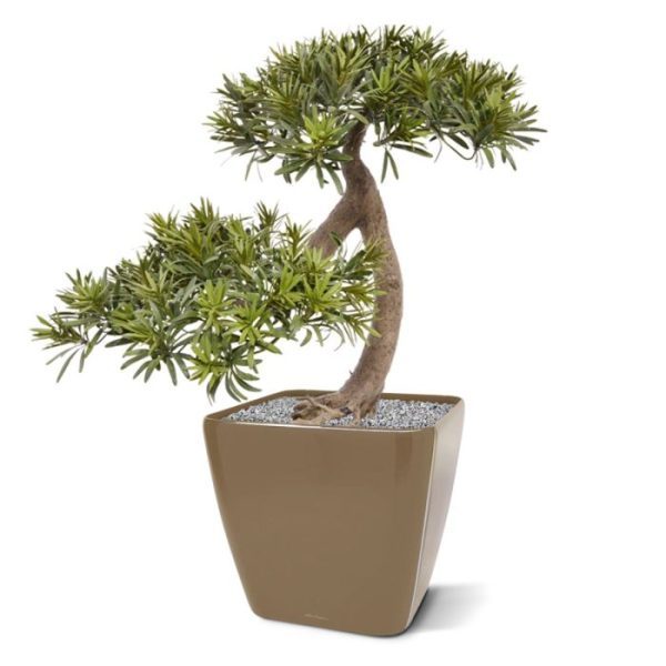 Podocarpus kunst Bonsai 55 cm 2