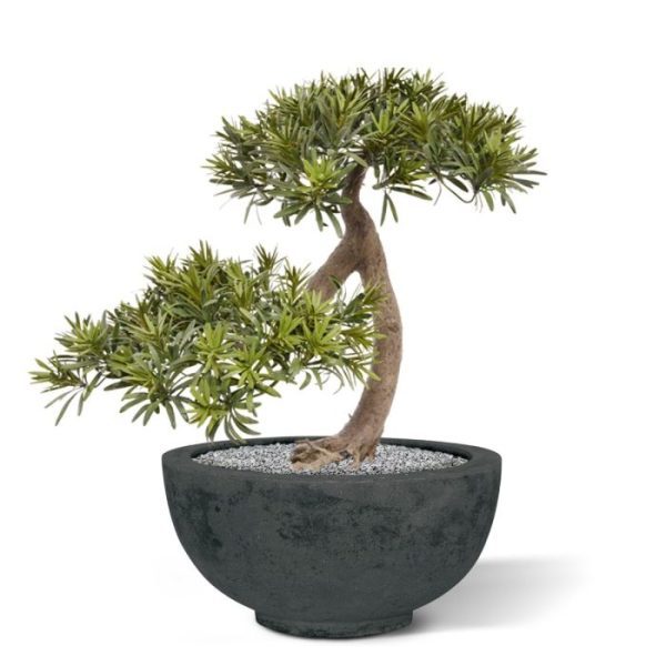 Nieuw: Podocarpus kunst Bonsai 55 cm