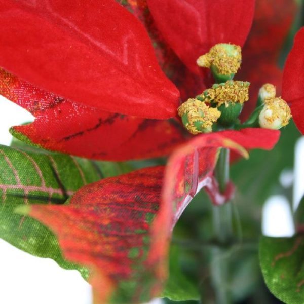 Kunstplanten die ideaal past in een huiselijk interieur maar ook geschikt is voor de horeca en mag tijdens de kerstdagen natuurlijk niet ontbreken! De opbouw is van hoge kwaliteit en door de gebruikte materialen is deze kunstplant bijna niet van echt te onderscheiden en als boeket bij uitstek geschikt om makkelijk op te steken in een lage sierpot zoals bijvoorbeeld de Kubis. Het decoratieve kunstboeket heeft diep groene bladeren en 5 donkerrode bloemen waarvan de bladeren fluweelzacht aanvoelen zoals bij de echte. De hoogte van deze mooie zijden plant is