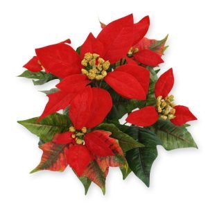 De Poinsettia - ook wel Kerstster genoemd - is een mooie en bijzondere kunstplant