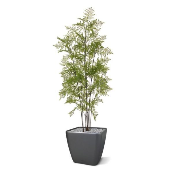 bij 18 cm breed. De Pteridium is ook verkrijgbaar in een iets kleinere variant