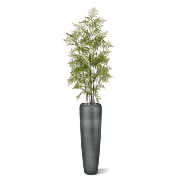 Een grote varen als de Pteridium van 150 cm vormt een indrukwekkende eyecatcher in elk interieur. Deze kunstvaren heeft een lichtgroene kleur met zachte lange bladeren die wel wat weg hebben van veren. De Pteridium wordt ook wel Adelaarsvaren genoemd. De hoogte van de Pteridium is ruim 150 cm en ongeveer 55 cm breed. Door de hoogte van de varen komt dit exemplaar het mooiste tot zijn recht in een hoge pot. De standaard binnenpot waarin de Pteridium wordt bezorgd is 14