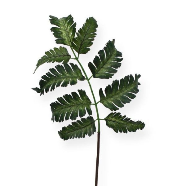 Pteris-Varen-blad-50-cm-3 Pteris Varen blad 50 cm 3
