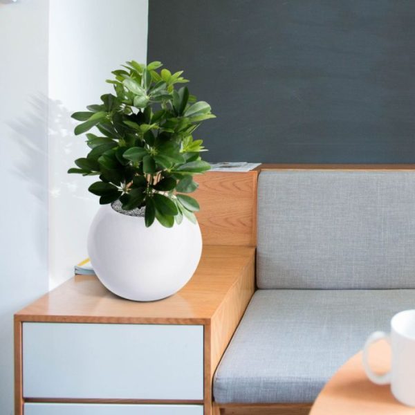 Raam-Schefflera-50cm-10 Raam Schefflera 50cm 10