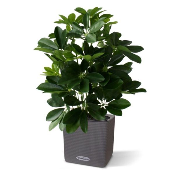 Raam-Schefflera-50cm-3 Raam Schefflera 50cm 3