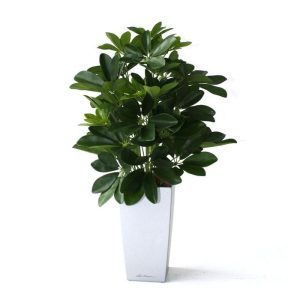 Deze mooie Schefflera kunstplant heeft een ideale afmeting voor gebruik in de vensterbank of op een leuk dressoir. De kunst Schefflera is ±50cm hoog