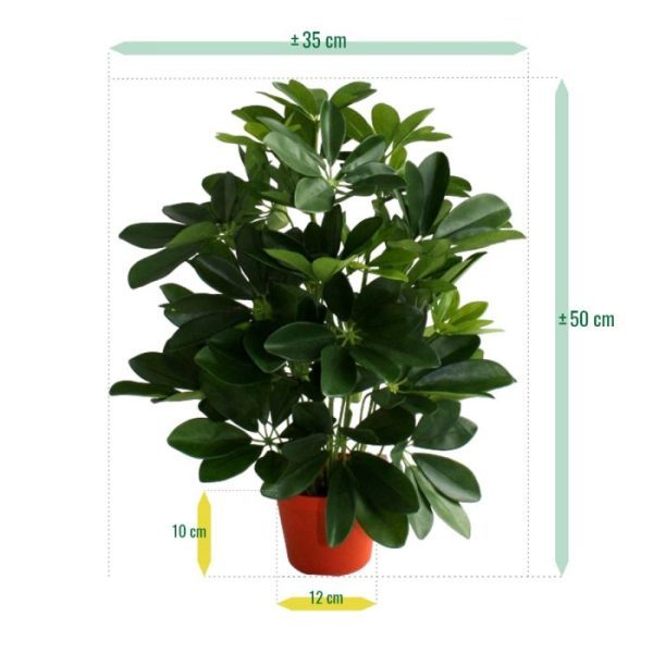 Raam-Schefflera-50cm-4 Raam Schefflera 50cm 4